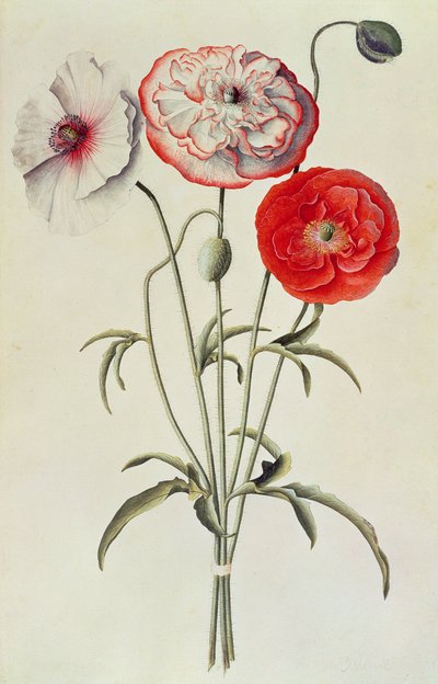 Mohnblumen: Kornmohn (Papaver Rhoeas) von Georg Dionysius Ehret